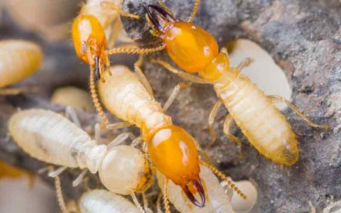 Termites | Mega Manila Pest Management